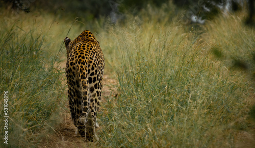 Leopard walks away, in African wildlife conservation Area