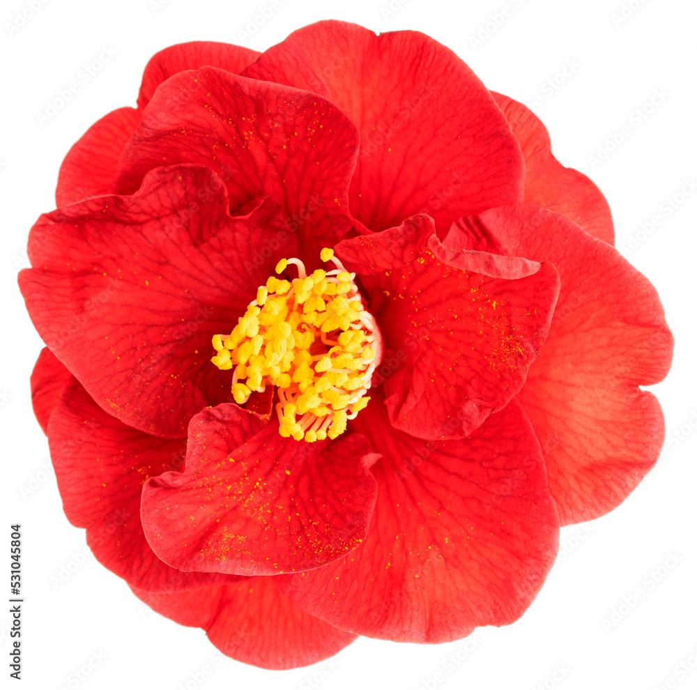 Red camellia flower isolated Red camellia flower isolated
