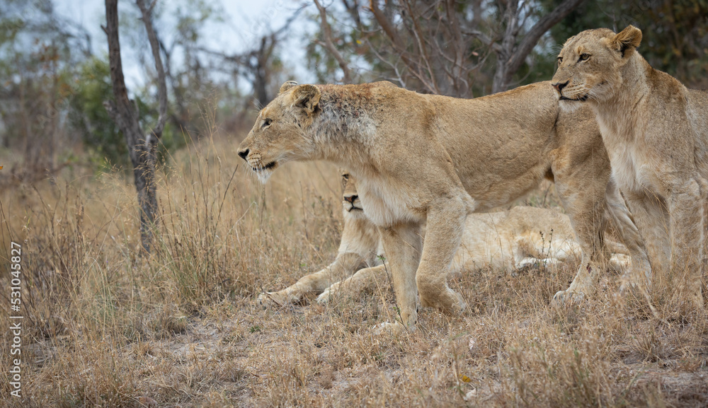 Fototapeta premium Hunting lioness with cubs, in African wildlife conservation Area