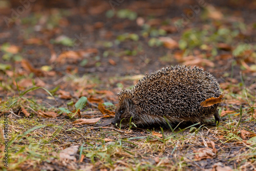 Animals and the environment. Hedgehog. Wild, local, European hedgehog in autumn in the park., Scientific name: Erinaceus Europaeus. Blurred background. photo