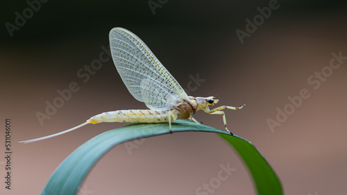 Фотография Mayfly