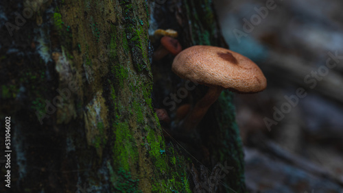 Brown Mushroom on a Stump