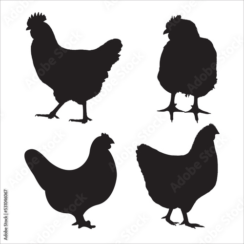 Vászonkép Vector Set Of Variety Chicken Animal Silhouettes Illustration Isolated On White