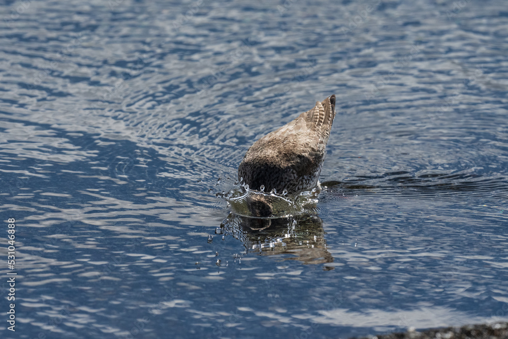 Fototapeta premium Common redshank (Tringa totanus)