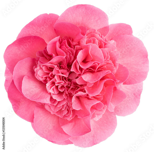 Fotografiet Fully bloom pink camellia flower isolated on white background