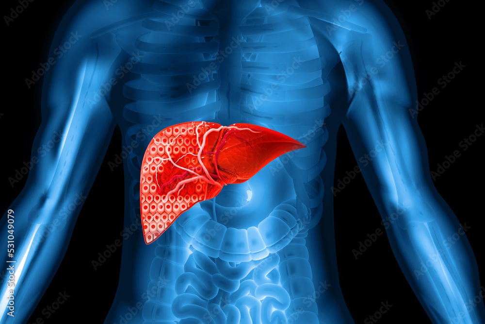 Human liver anatomy structure, liver disease, 3d illustration Stock