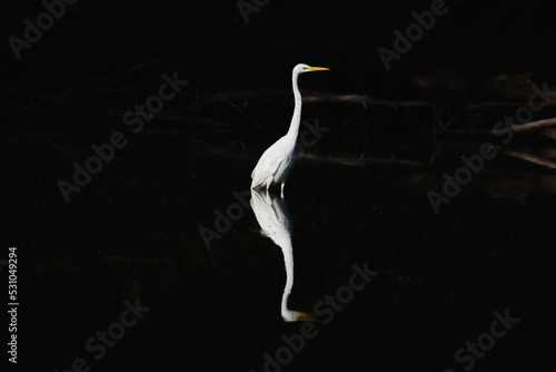 Silberreiher spiegelt sich im Wasser photo