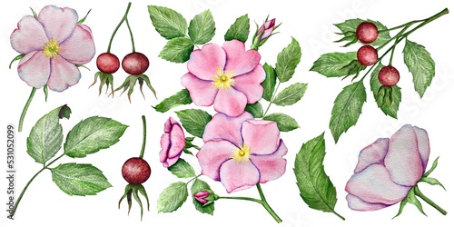Watercolor set of illustrations with rose hip flowers, leaves and berries.