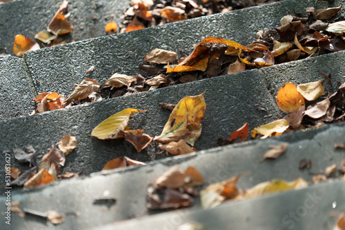 Fallen leaves and stairs2