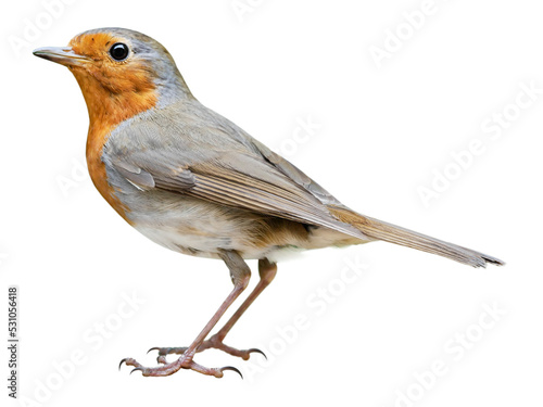 Robin (Erithacus rubecula) isolated on PNG transparent background