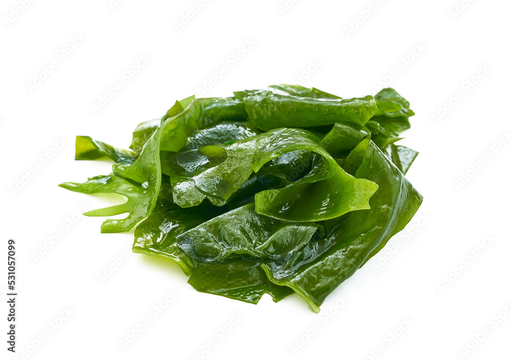 Laminaria Kelp Seaweed Isolated on White Background. fresh Laminaria or kelp Seaweed Isolated on White Background. konbu, alga Laminaria Kelp Seaweed Isolated on White Background. fresh Laminaria or kelp Seaweed Isolated on White Background. konbu, alga