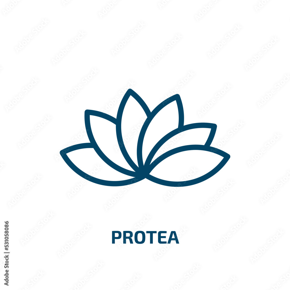 protea icon from nature collection. Thin linear protea, leaf, flower outline icon isolated on white background. Line vector protea sign, symbol for web and mobile protea icon from nature collection. Thin linear protea, leaf, flower outline icon isolated on white background. Line vector protea sign, symbol for web and mobile