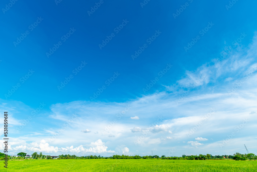 beautiful Rice field green grass with field cornfield with air atmosphere bright blue sky background abstract clear texture with white clouds. beautiful Rice field green grass with field cornfield with air atmosphere bright blue sky background abstract clear texture with white clouds.