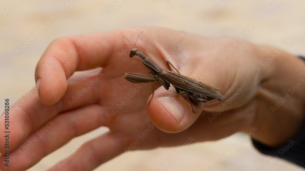 Obraz premium brown praying mantis on a man's hand