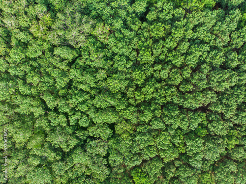 Aerial view green tree tropical rainforest