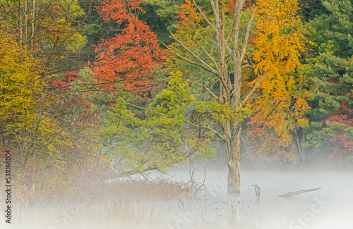 Foggy autumn landscape of the shoreline of Hall Lake with perched great blue heron, Yankee Springs State Park, Michigan, USA