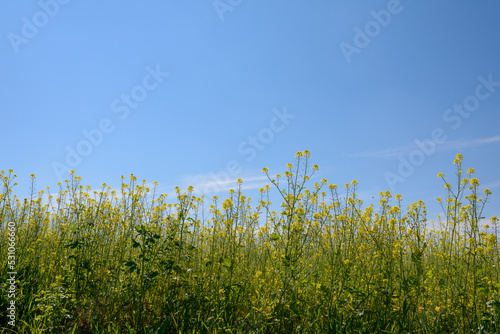 White mustard (Sinapis alba) blooms in field, habitus, sky, copyspace photo