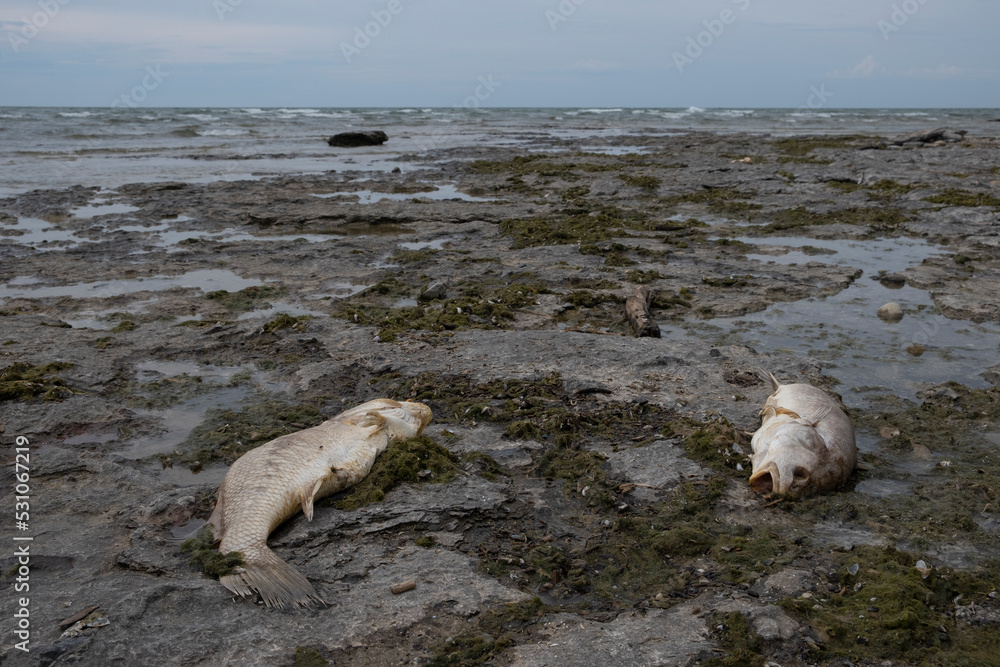 Close up shot of dead fish body on the beach. Ecological catastrophe, contamination, water pollution, toxic waste, eco system damage, climate change, global warming concept. Close up shot of dead fish body on the beach. Ecological catastrophe, contamination, water pollution, toxic waste, eco system damage, climate change, global warming concept.