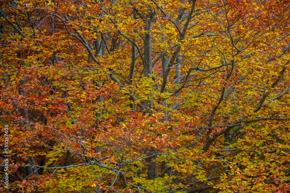 autumn tree in matese park