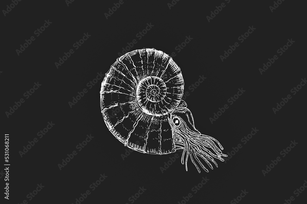 Hand drawing of a nautilus, sea mollusc in a shell, line art illustration on a black background Hand drawing of a nautilus, sea mollusc in a shell, line art illustration on a black background