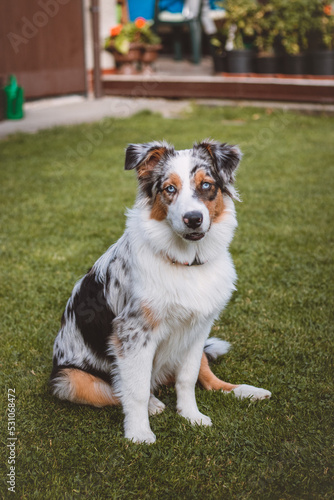 Blue-eyed Australian Shepherd puppy sits on his hind legs with his tongue out and looks on contentedly. A dog's joy of being outside
