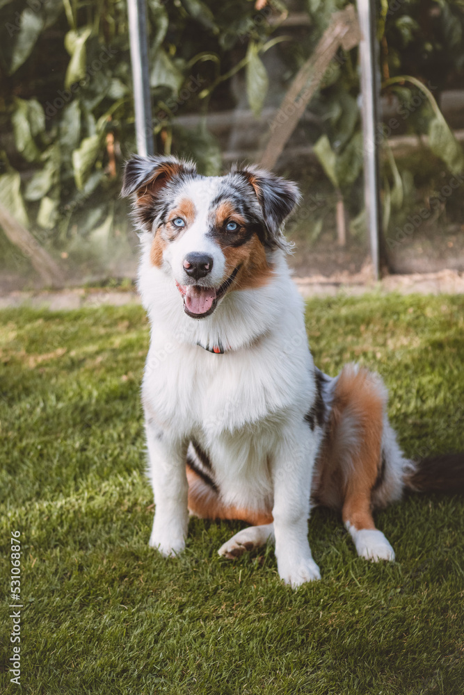 Blue-eyed Australian Shepherd puppy sits on his hind legs with his tongue out and looks on contentedly. A dog's joy of being outside