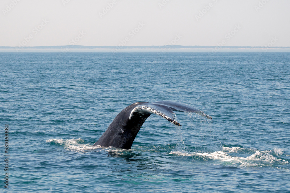 Fototapeta premium Humpback Whale Fluke - Mainland in Background