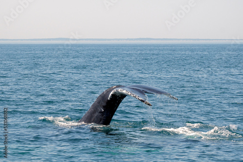 Humpback Whale Fluke - Mainland in Background