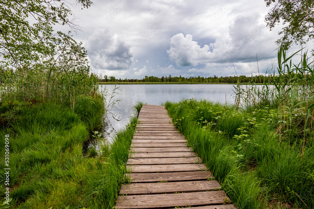 Obraz premium A wooden jetty in green reeds on the lake shore and clouds in the sky,.