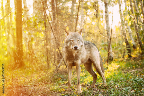 Forest Eurasian Wolf, Scientific Name - Canis Lupus In Natural Environment. Forest In Autumn Season. Natural Habitat. Gray Or Grey Wolf Also Known As Timber Wolf. Funny Wolf Face.