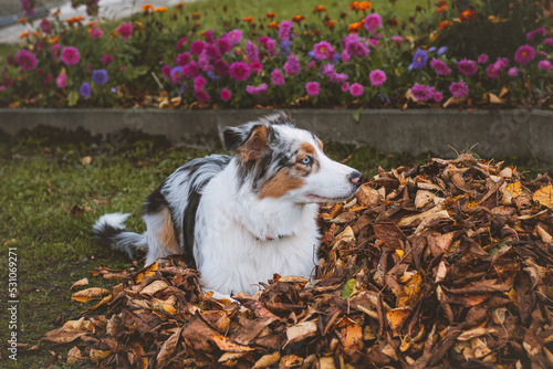 Australian Shepherd puppy playing in a pile of colourful leaves and smiling happily. Autumn play. The joy of a pet at the beginning of autumn. Blue merle dog lying in the compost heap
