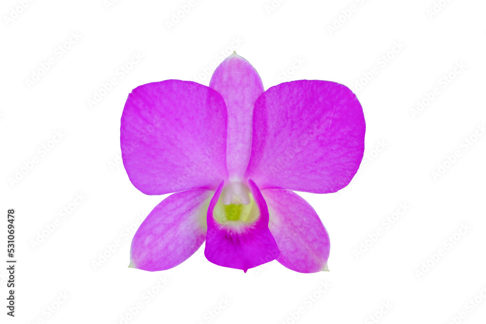 isolated purple orchid on white background. Soft and selective focus. isolated purple orchid on white background. Soft and selective focus.