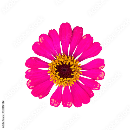 Isolated pink zinnia flowers. Soft and selective focus.