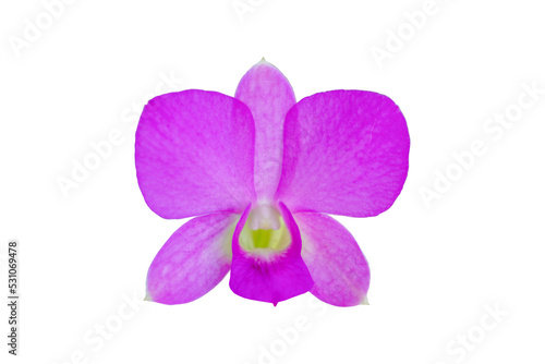isolated purple orchid on white background. Soft and selective focus.