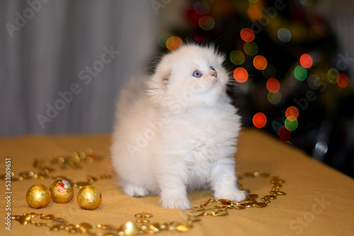 Longhaired Scottish Fold Kitten and Christmas decorations
