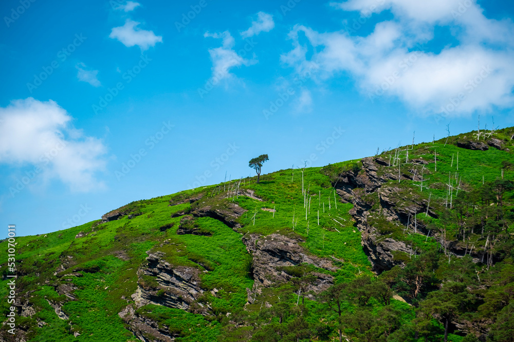 Tree in the mountains