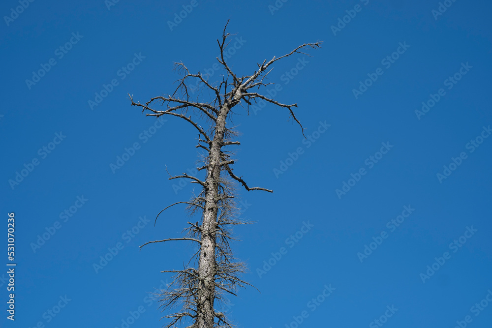 Completely dried pine tree against deep blue sky. Drought conditions and climate change concept. Completely dried pine tree against deep blue sky. Drought conditions and climate change concept.