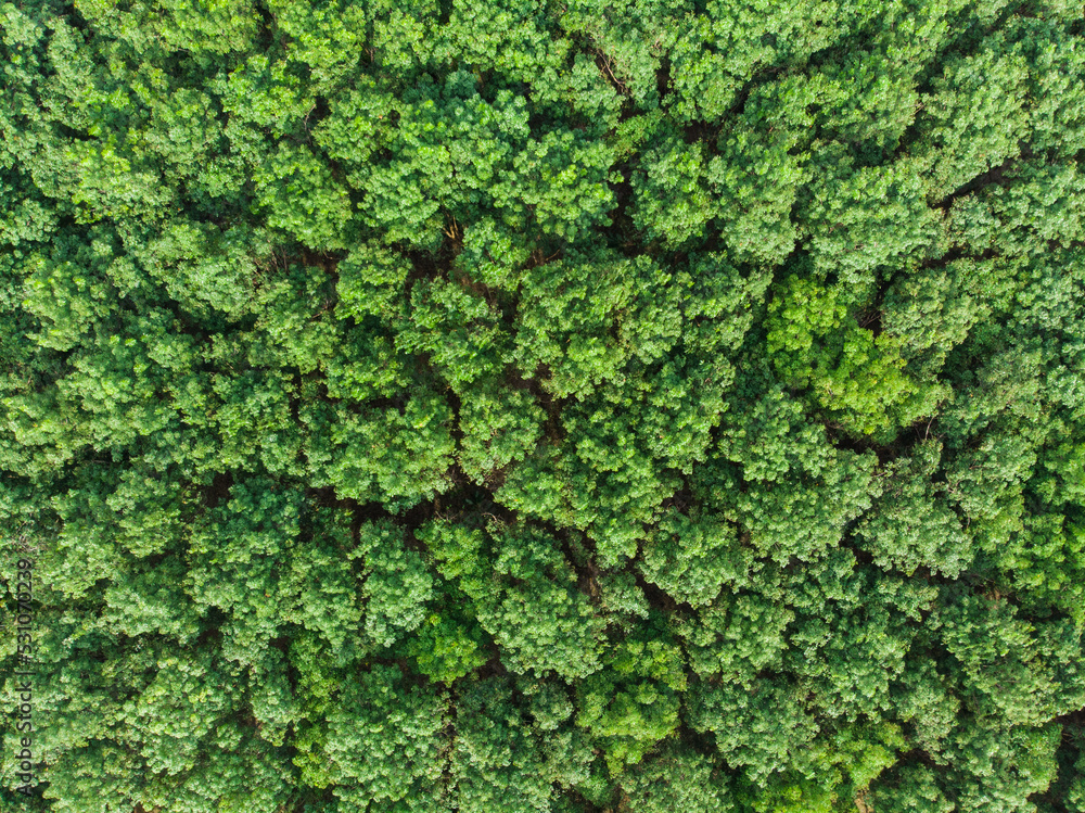 Aerial view green tree tropical rainforest