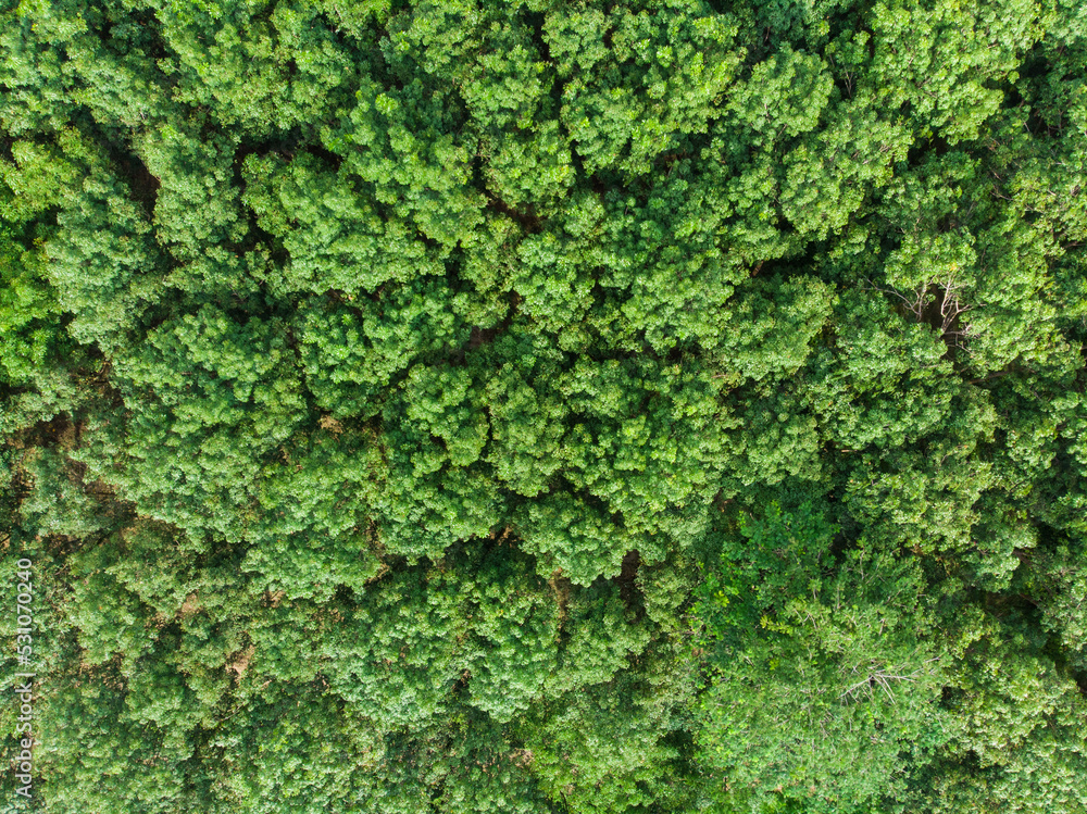 Aerial view green tree tropical rainforest