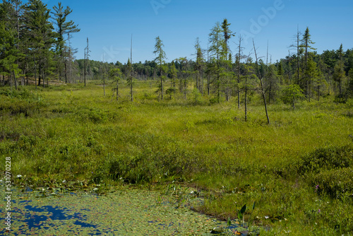 Landscape of a marsh area with dead dry pine trees in the bog covered with reeds and canes in Northern Ontario, Canada. Summer day, blue sky.