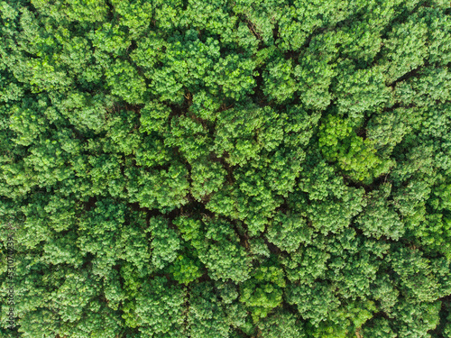 Aerial view green tree tropical rainforest © themorningglory