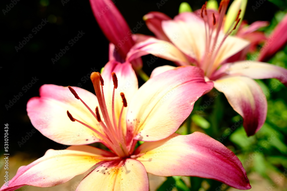 pink tiger lily