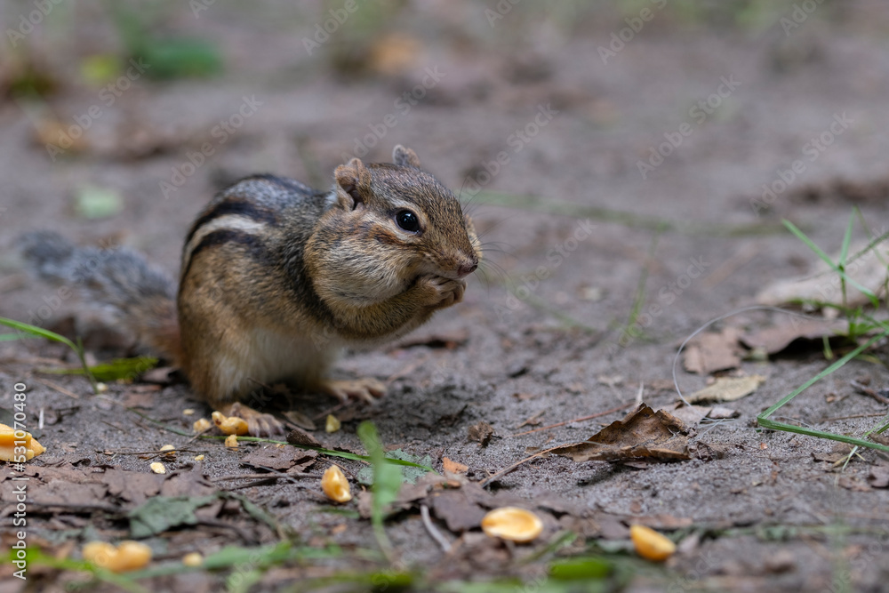 Close up shot of a chipmunk (Tamias striatus) sitting on the ground with its cheek pouches full of food. Close up shot of a chipmunk (Tamias striatus) sitting on the ground with its cheek pouches full of food.