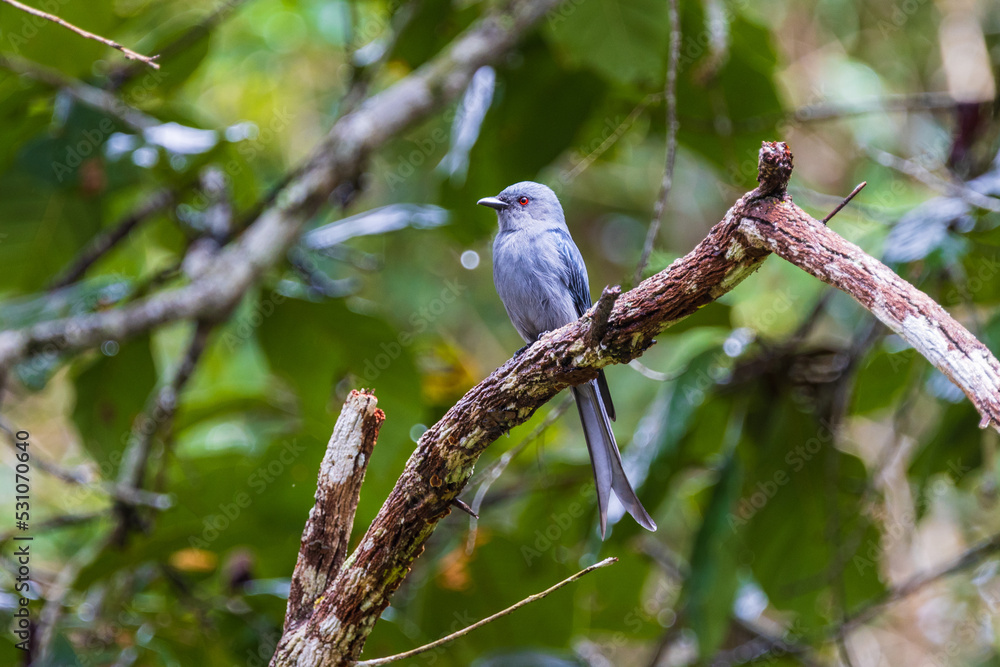 Ashy Drongo (Dicrurus leucophaeus) on the branch of the tree. Ashy Drongo (Dicrurus leucophaeus) on the branch of the tree.