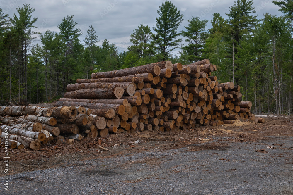 Big pile of large cut down tree logs stacked at forest logging site, coniferous forest in the background. Timber wood industry, deforestation, natural resources, construction material, lumber concept.