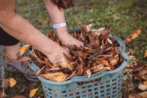 Woman rakes and picks up fallen coloured leaves and tidies up the garden. Autumn garden work. Basket full of leaves from fruit trees