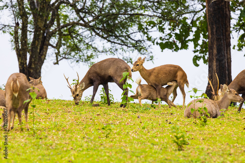 The herd of deer in the safari.