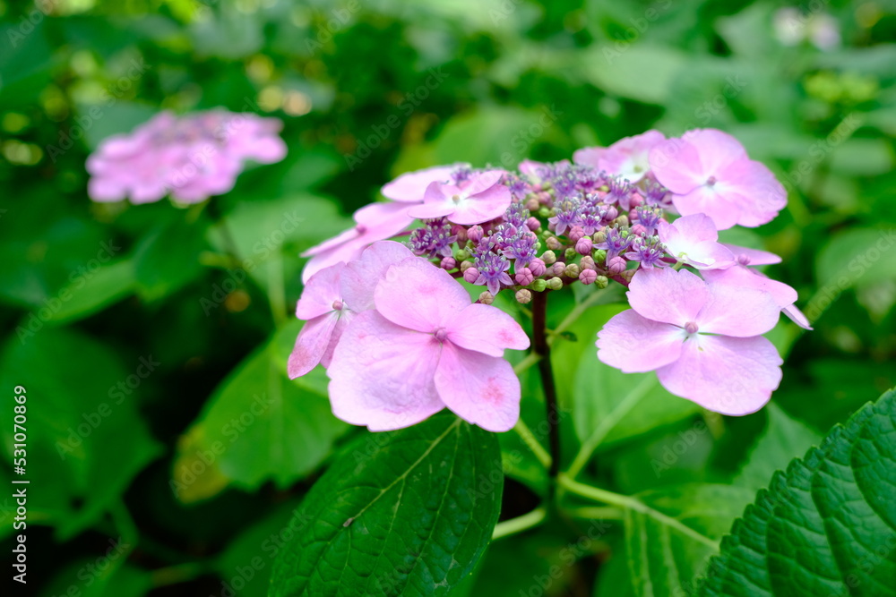 Fototapeta premium flowers