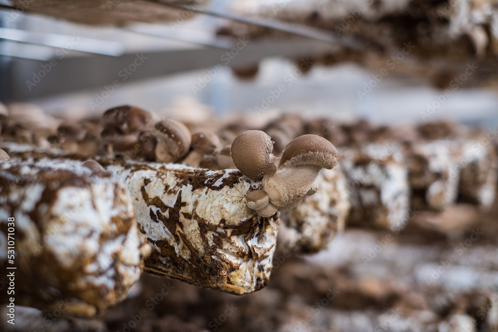 Shiitake mushrooms cultivated in vertical mushroom farm growing on