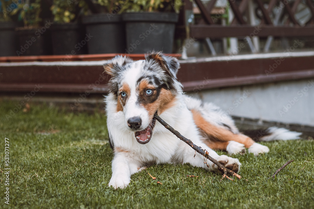 Australian Shepherd puppy with ragged eyes lying in the garden chewing on a twig and smiling happily. Love for a pet